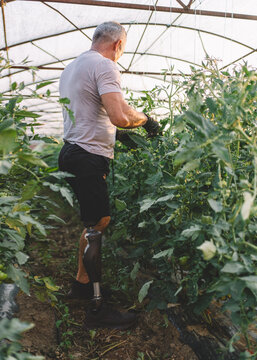 Side view of muscular farm worker pruning tomato plants