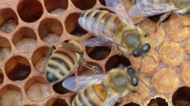 Bees feeding their brood.