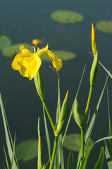 Gelbe Schwertlilie, Sumpf-Schwertlilie,  Iris pseudacorus, blühende Pflanzen am Gewässerrand © Peter Oetelshofen