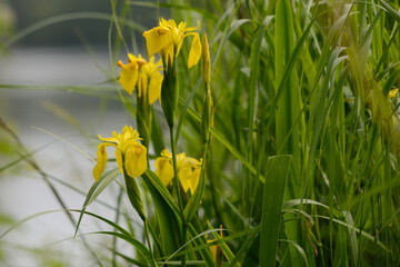 Gelbe Schwertlilie, Sumpf-Schwertlilie,  Iris pseudacorus, blühende Pflanzen am Gewässerrand © Peter Oetelshofen