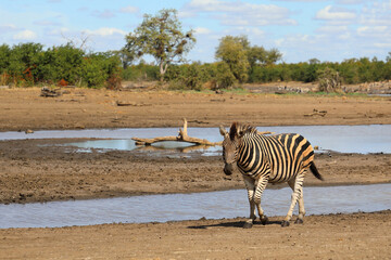 Obraz premium Steppenzebra / Burchell's zebra / Equus quagga burchellii