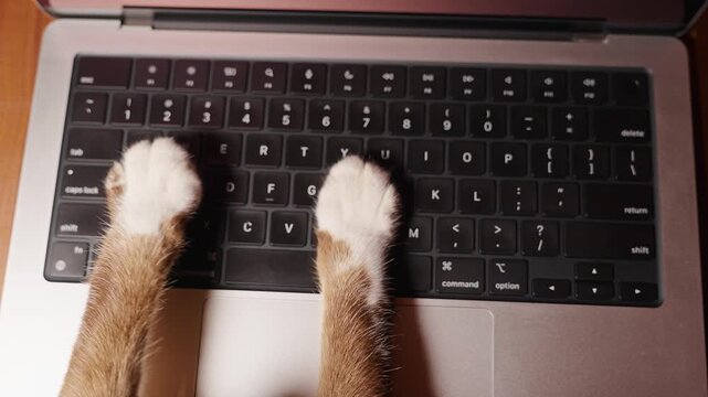 Cat Paws Press Laptop Keyboard Keys From Overhead View, Playful Pet Interaction With Home Technology and Digital Lifestyle