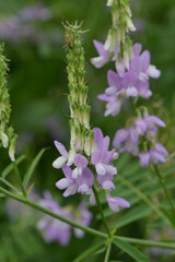 Fototapeta premium Geißraute, Echte Geißraute, Galega officinalis, blühende Einzelpflanze, Teilansicht