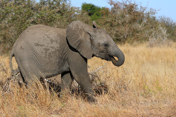 Fototapeta premium Afrikanischer Elefant / African elephant / Loxodonta africana