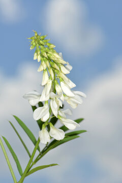 Gei&szlig;raute, Echte Gei&szlig;raute, Galega officinalis, bl&uuml;hende  Einzelpflanze, Teilansicht