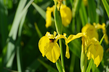 Gelbe Schwertlilie, Sumpf-Schwertlilie,  Iris pseudacorus, blühende Pflanze,  Teilansicht © Peter Oetelshofen