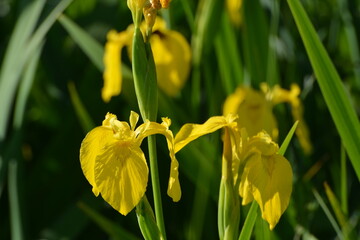 Gelbe Schwertlilie, Sumpf-Schwertlilie,  Iris pseudacorus, blühende Pflanzen, Feuchtgebiet,  Feldrand © Peter Oetelshofen