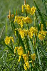 Gelbe Schwertlilie, Sumpf-Schwertlilie,  Iris pseudacorus, blühende Pflanzen, Feuchtgebiet,  Feldrand © Peter Oetelshofen