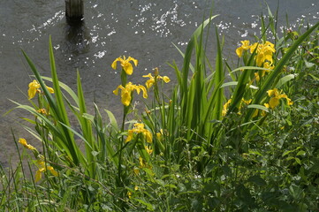 Gelbe Schwertlilie, Sumpf-Schwertlilie,  Iris pseudacorus, blühende Pflanzen am Gewässerrand © Peter Oetelshofen