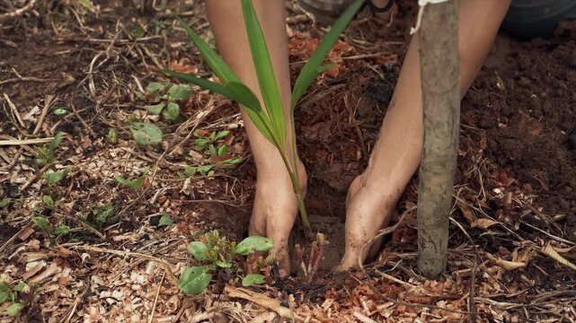 Close-up of a man's hands planting a tree and reforesting a forest. It is a climate action.