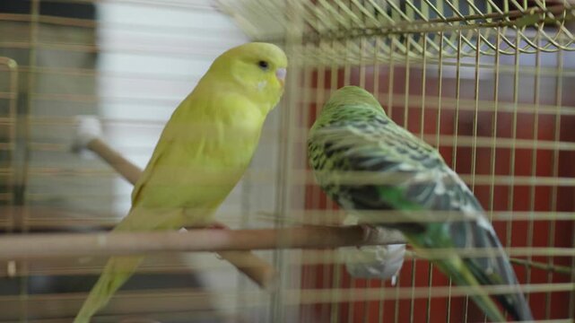 Cute Yellow and Green Budgerigars Playing Together in the Same Cage