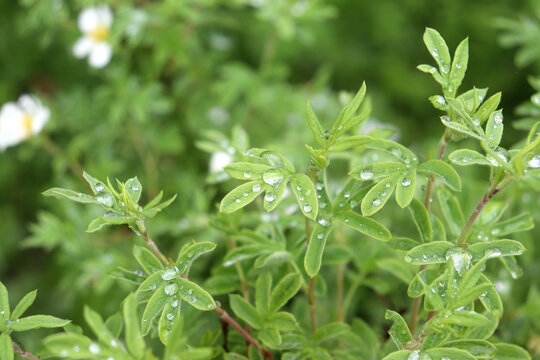 A cinquefoil branch after rain with drops on its leaves against a backdrop of blurred white flowers on a summer day in the garden - horizontal color photo, close-up