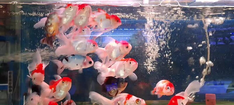 Red white goldfish swimming aerated freshwater aquarium bluebackground.