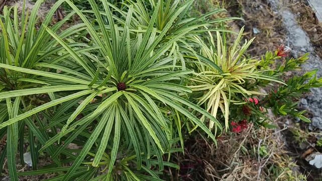 Podocarpus henkelii Green Foliage and Fruit