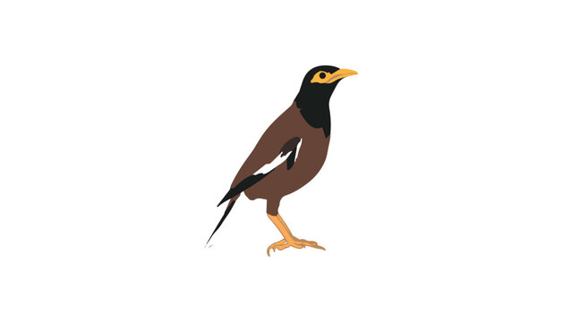 Common Myna Bird Vector Illustration Isolated on White Background for Wildlife Nature Education Children Books Ecological Designs and Asian Fauna Concepts