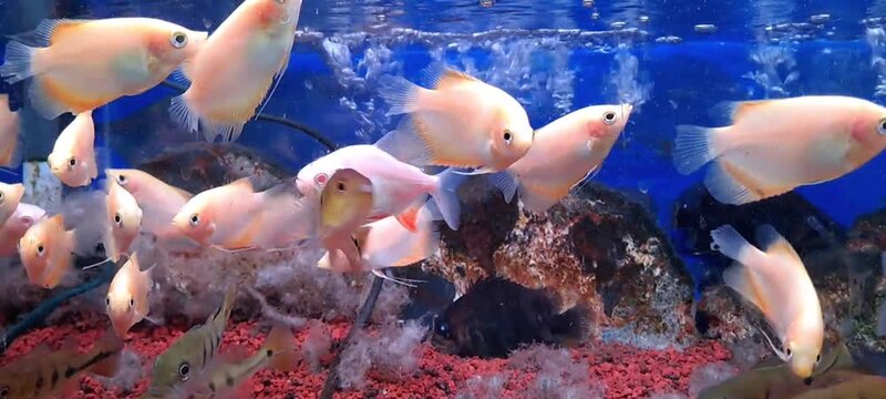 Salmon colored gourami fish swimming aerated aquarium blue background