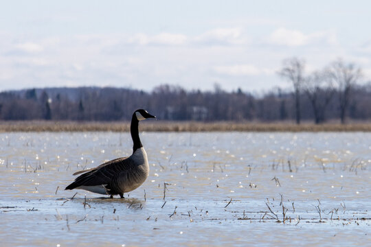 Quebec, Canada, 24 April 2026 : A Canada goose stands in shallow water in a flooded field under a cloudy sky.