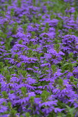 Obraz premium Blaue Fächerblume, Scaevola aemula
