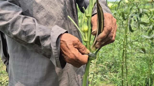 Farmer Cutting Dried Okra Pod From Plant Using Blade For Seed Collection Close Up