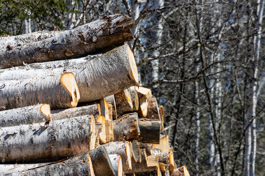 Quebec, Canada, 27 April 2026 : A large stack of freshly cut birch logs with white bark is piled in a forest.