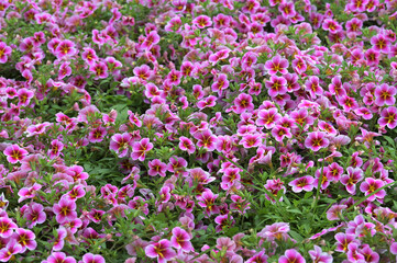 Fototapeta premium Zauberglöckchen, Calibrachoa x Hybrida, Rave, Pink Barbados