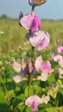 Beautiful flowers of kacang poro blooming naturally, showcasing delicate blossoms and lush green foliage of a tropical leguminous plant.