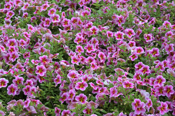 Obraz premium Zauberglöckchen, Calibrachoa x Hybrida, Rave, Pink Barbados