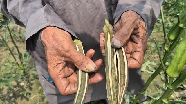 Farmer Holding Dried Okra Seed Pods For Harvest Organic Seeds In Field