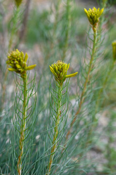 Gelbe Affodill,  Asphodeline lutea,  bl&uuml;hende Einzelpflanze