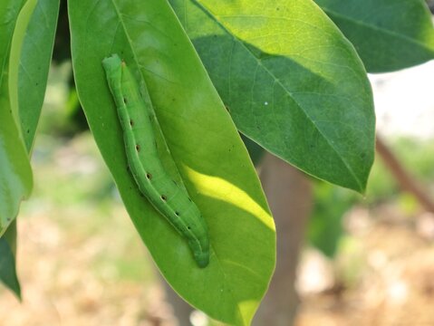 Bright green hawkmoth caterpillar (Sphingidae) resting on a fresh green leaf. Macro shot highlighting tropical wildlife, garden pests, biological details, and natural vibrant environment