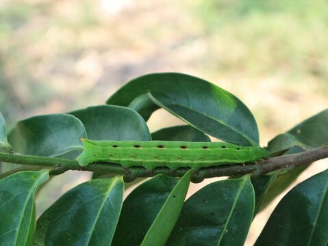 Bright green hornworm caterpillar (Sphingidae) crawling on a tree branch surrounded by lush green leaves. Perfect macro shot of nature, wildlife, insect pest, and biological environment