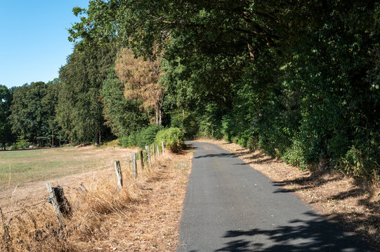 Quiet country road lined with trees and fields during bright sunny day