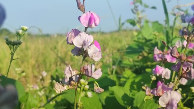 Beautiful flowers of kacang poro blooming naturally, showcasing delicate blossoms and lush green foliage of a tropical leguminous plant.