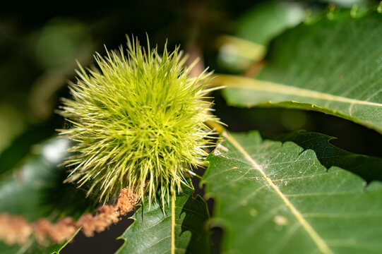 Chestnut tree in the forest with green burrs and leaves during daytime