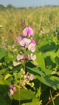 Beautiful flowers of kacang poro blooming naturally, showcasing delicate blossoms and lush green foliage of a tropical leguminous plant.