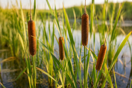 Brown bulrush heads on green stalks in shallow marsh water, narrow leaves, late afternoon sunlight, wetland nature concept