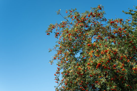 Bright orange berries hang from a tree under a clear blue sky in a sunny location during daytime hours