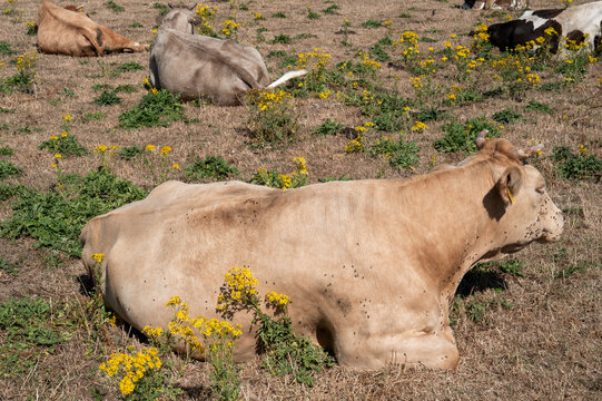 Cows resting in a sunny field with flowers during the afternoon