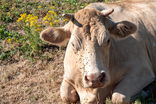 Cow resting in a field with yellow flowers and green grass on a sunny day