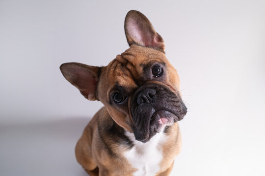 Portrait of a brown French bulldog on a white background