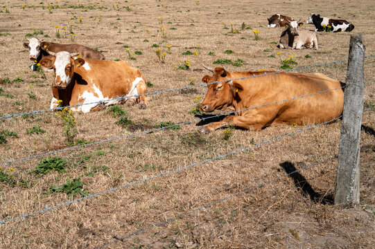 Cows resting in a dry field near a wire fence on a sunny day