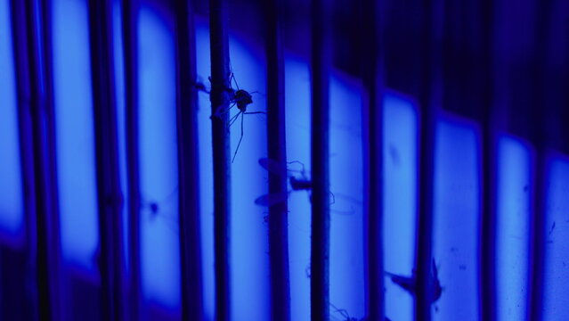 Dead mosquito attached to electric bug zapper grid, representing effective pest control, insect elimination and household sanitation
