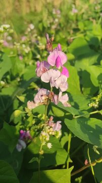 Beautiful flowers of kacang poro blooming naturally, showcasing delicate blossoms and lush green foliage of a tropical leguminous plant.