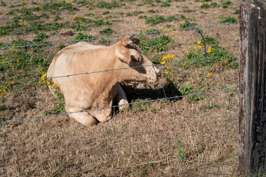 Cow resting in a field with grass and flowers during daylight hours