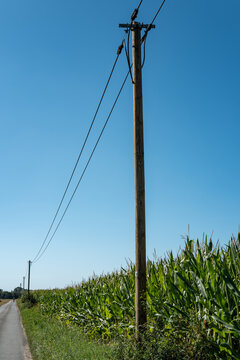 Power lines stand tall beside a cornfield on a clear day