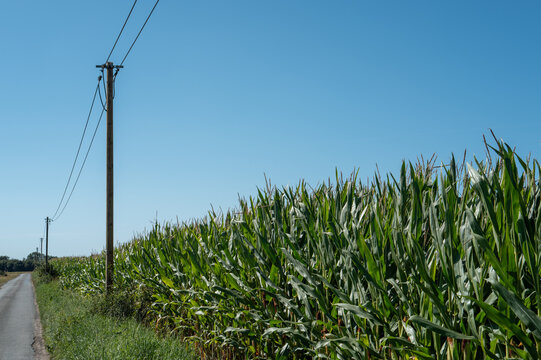 Cornfield along a rural road under a clear blue sky with telephone poles in the background