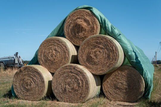 Bales of hay covered with a green tarp sit in a field in daylight on a clear sky day