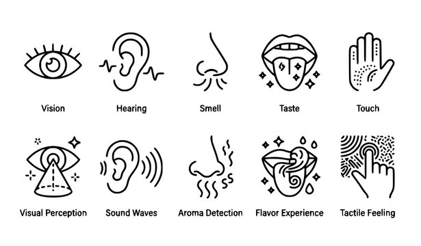 Human sensory organs and perception outline icon collection for medical and education design