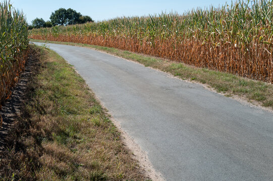 Winding road through a cornfield on a sunny day in rural America