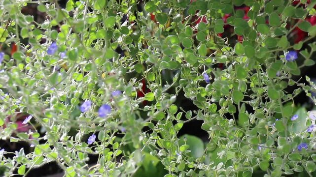 Variety of evergreen trees in outdoors market, stock footage